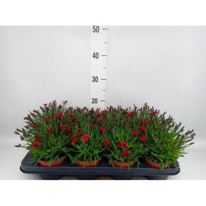 <h4>Dianthus grat. 'Pillow Berry Red'</h4>