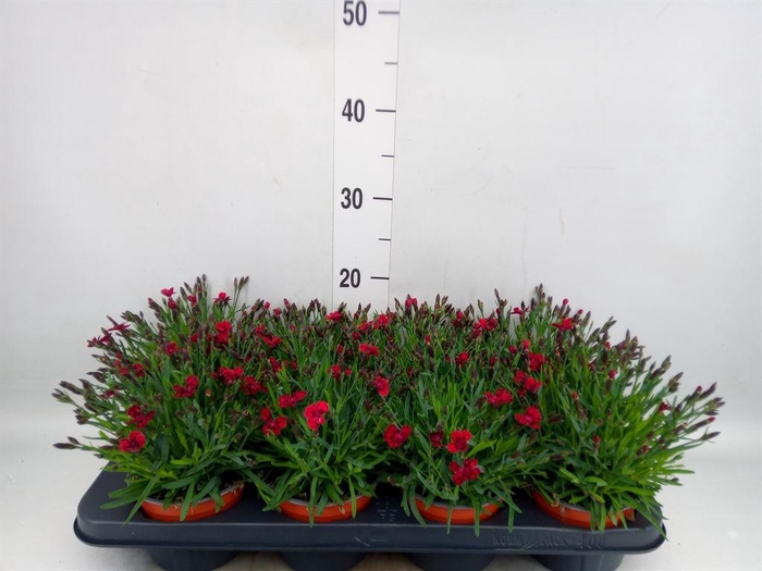 Dianthus grat. 'Pillow Berry Red'