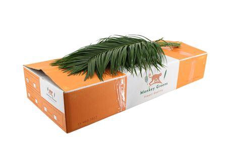 <h4>Phoenix Roebelini 80cm</h4>