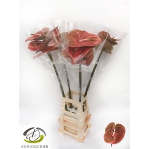 Anthurium Andreanum Grp Cognac