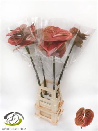 <h4>Anthurium Andreanum Grp Cognac</h4>