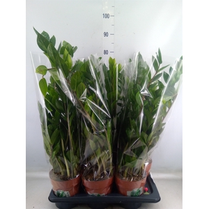 Zamioculcas zamiifolia