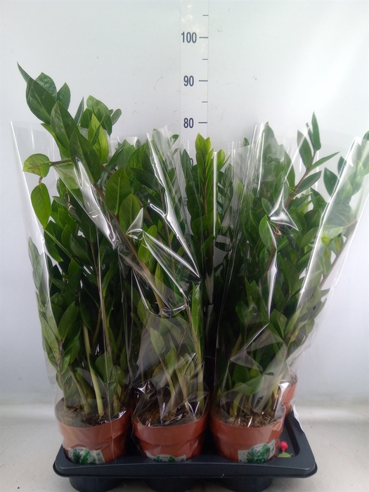 <h4>Zamioculcas zamiifolia</h4>