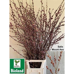 Salix Ch Red Passion Spray