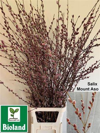 <h4>Salix Ch Red Passion Spray</h4>