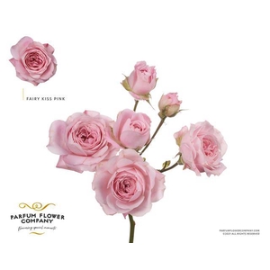 Rosa spray garden princess fairy pink