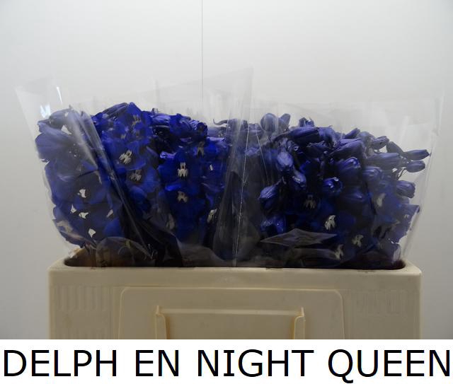 <h4>DELPH EN NIGHT QUEEN</h4>