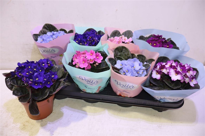 <h4>arr8 Saintp Gem</h4>