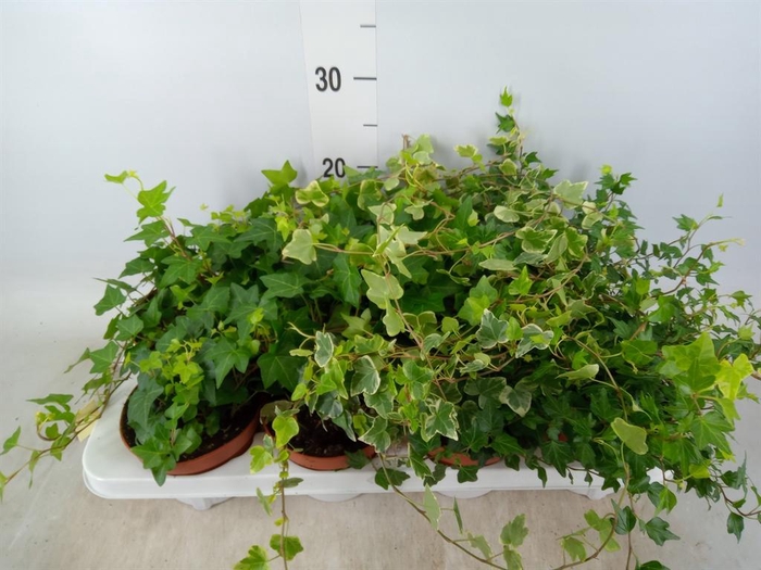 <h4>Hedera   ...mix</h4>
