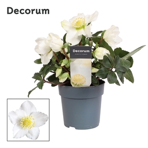 Helleborus n. Christmas Carol 12cm Decorum met etiket (L)