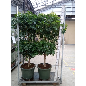 Schefflera arbor. 'Gold Capella'