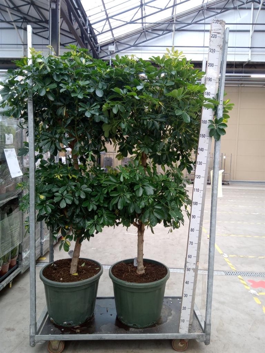 <h4>Schefflera arbor. 'Gold Capella'</h4>