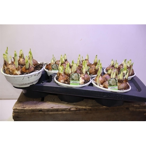 arr8 Narc D Bridal Crown