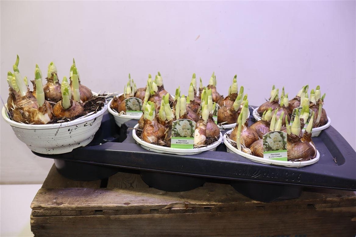 <h4>arr8 Narc D Bridal Crown</h4>