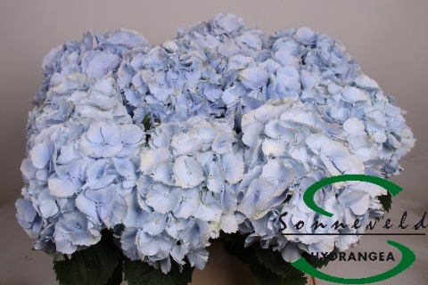 <h4>HYDR M CH VERENA BL</h4>