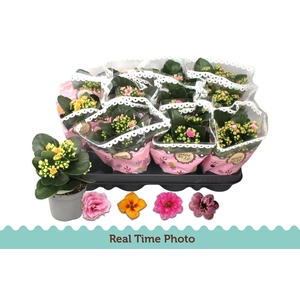 KAL GE GEM TWEEKL BL