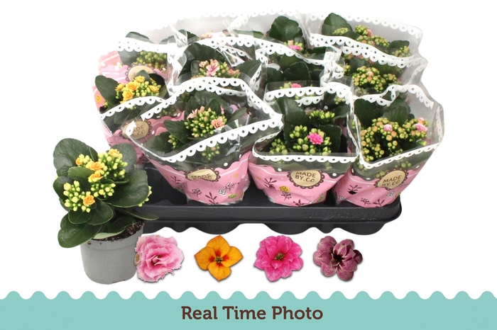 <h4>KAL GE GEM TWEEKL BL</h4>