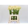 Agapanthus Gletsjer