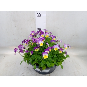 Viola corn. 'Evo Mini Pink Wing'