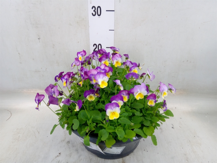 <h4>Viola corn. 'Evo Mini Pink Wing'</h4>