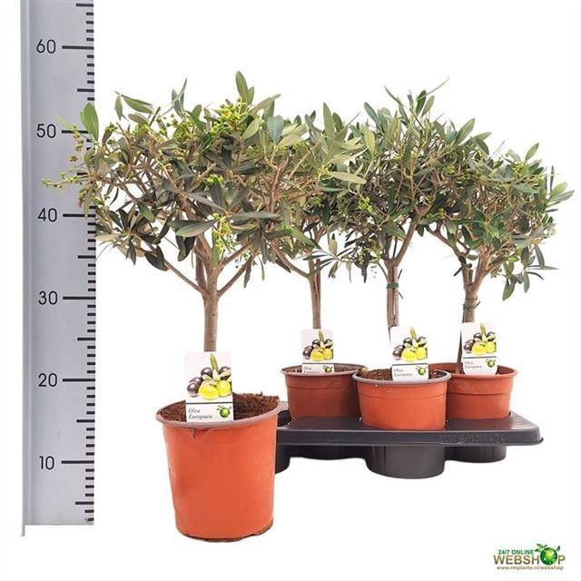 <h4>OLEA EUROPAEA</h4>