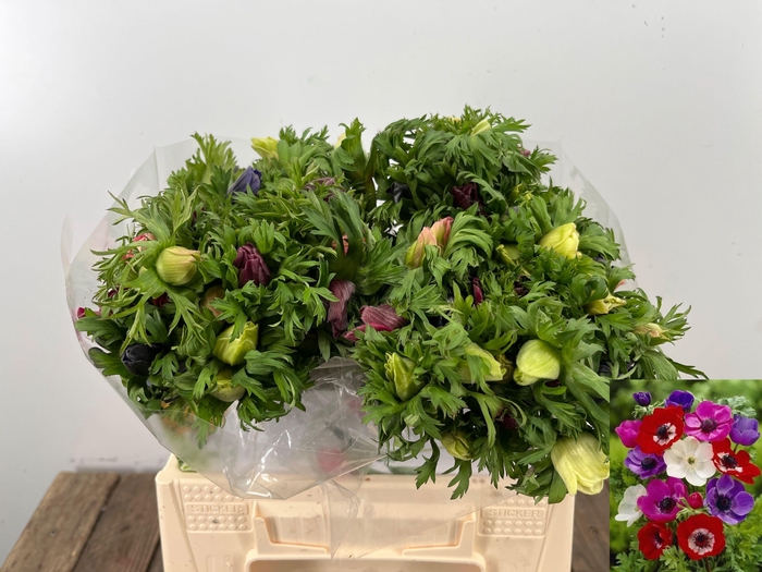 <h4>ANEM CO MAR GEM</h4>