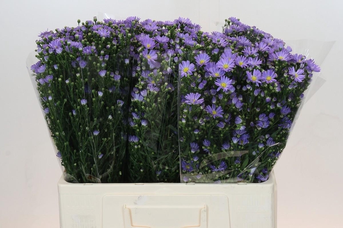 <h4>Aster Cassandra</h4>