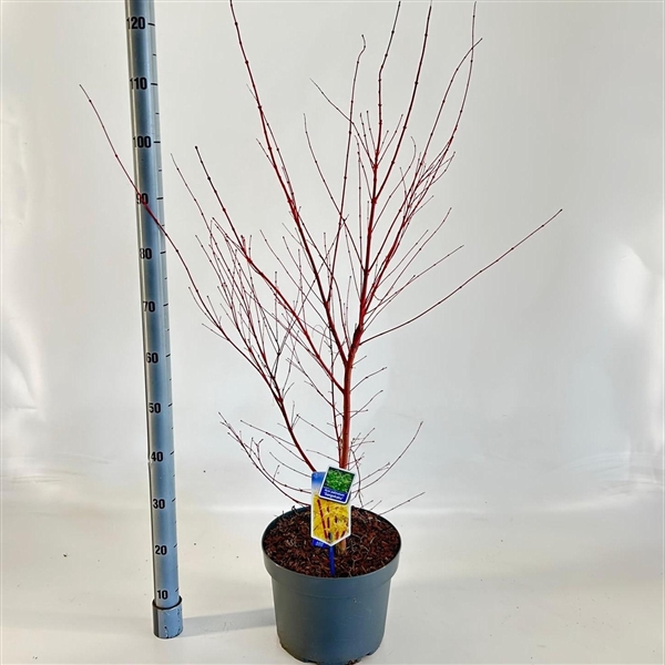 <h4>Acer pal. 'Sangokaku'</h4>