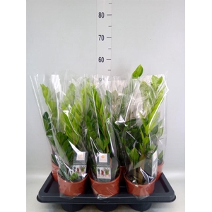 Zamioculcas zamiifolia