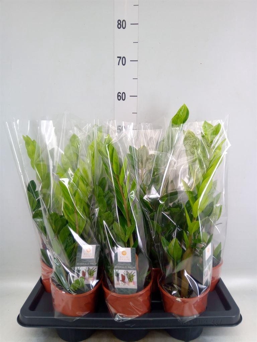 <h4>Zamioculcas zamiifolia</h4>