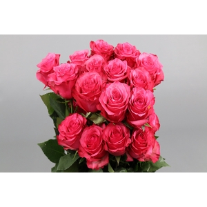 Rosa ec lola