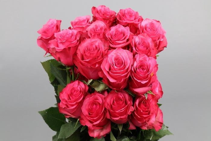 <h4>Rosa ec lola</h4>