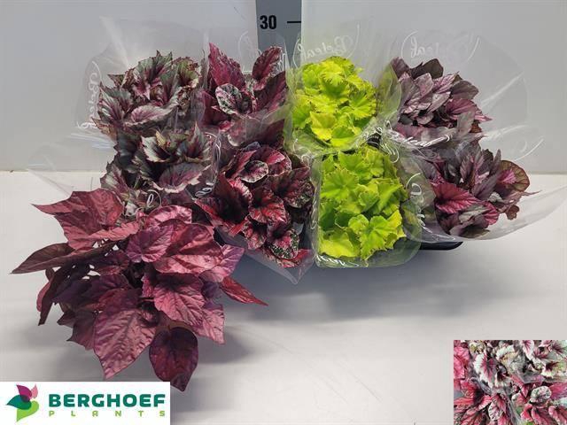 <h4>BEG BEL GEM</h4>