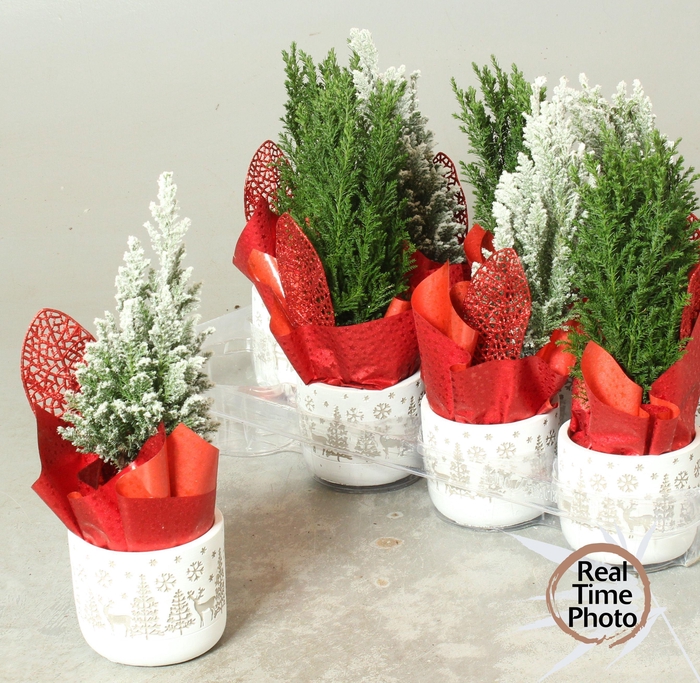 <h4>Cham L Ellwoodii</h4>