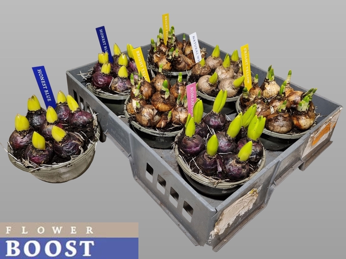 <h4>BOLBLOEMEN GEM</h4>