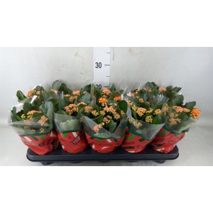 Kalanchoe blos. 'Perfecta Orange'