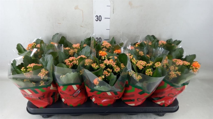 <h4>Kalanchoe blos. 'Perfecta Orange'</h4>