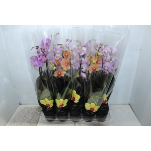 PHALAENOPSIS P12 2 HT PREMIUM