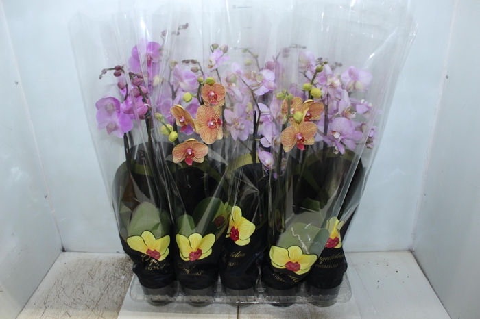 PHALAENOPSIS P12 2 HT PREMIUM