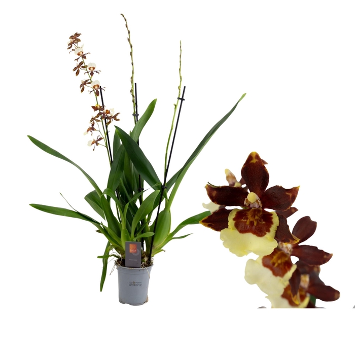 <h4>Inca Cambria Pacific Twilight 3+ spike XL 9cm</h4>