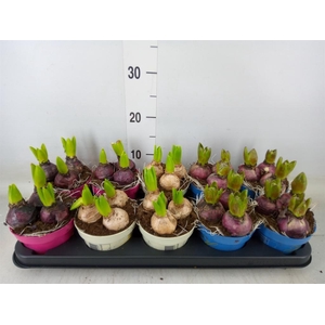Hyacinthus orie.   ...mix 3