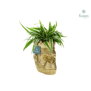 Gorilla met kroon en Chlorophytum