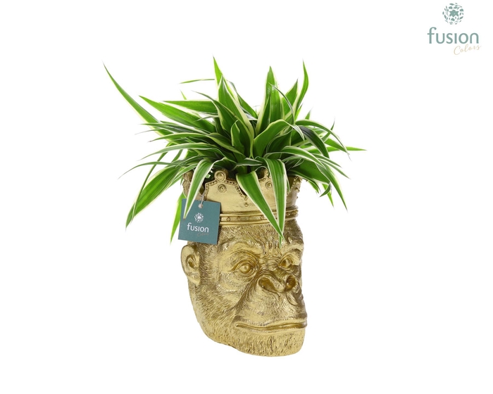 <h4>Gorilla met kroon en Chlorophytum</h4>