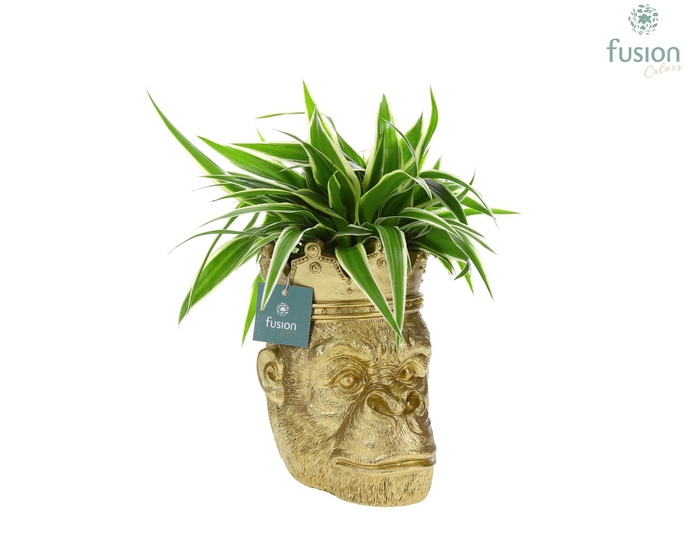 <h4>Gorilla met kroon en Chlorophytum</h4>