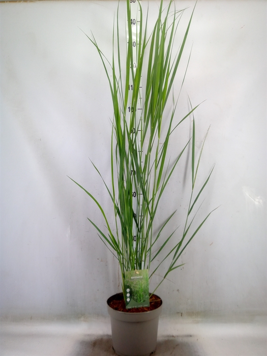 <h4>Panicum virgatum</h4>