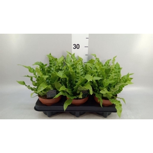 Asplenium nidus 'Crispy Wave'