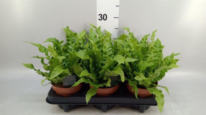 <h4>Asplenium nidus 'Crispy Wave'</h4>