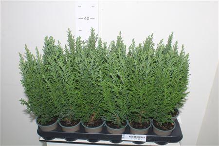 <h4>Cham L Ellwoodii</h4>