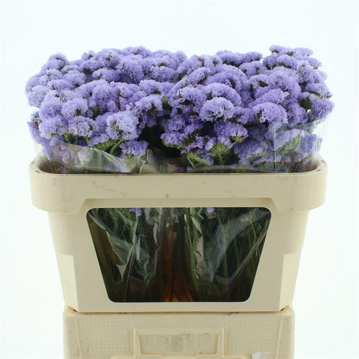 <h4>Limonium St Lavendel Birds X50</h4>