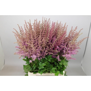 Astilbe Black And Blue
